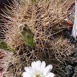 Gymnocalycium anisitsii v. joossensianum JLcoll.1924.jpg